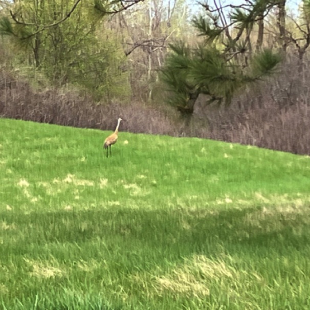 Sand Hill crane at my brother's